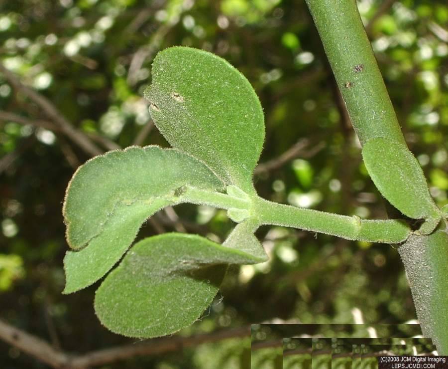 Great Purple Hairstreak mature larva